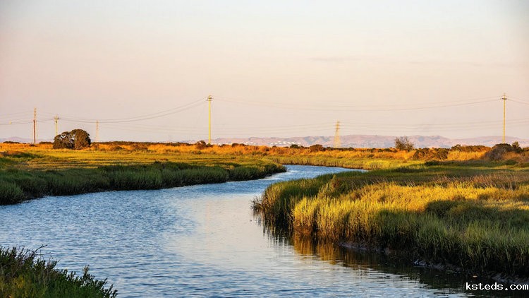 在线余氯分析仪