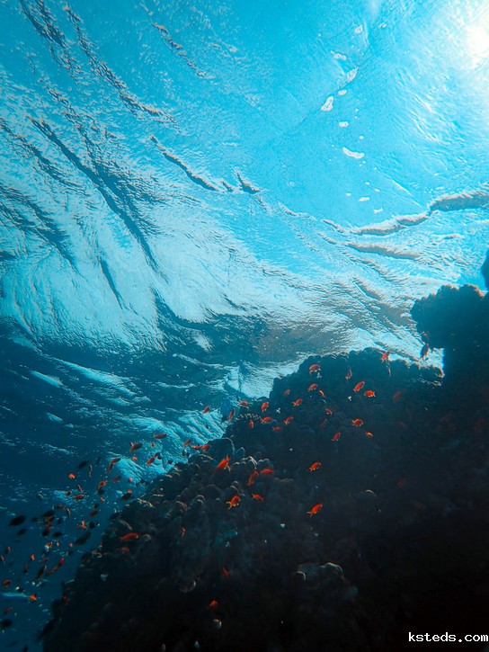 在线浊度分析仪