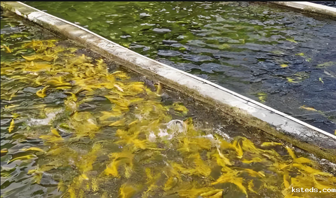 水产养殖 渔业水质分析仪