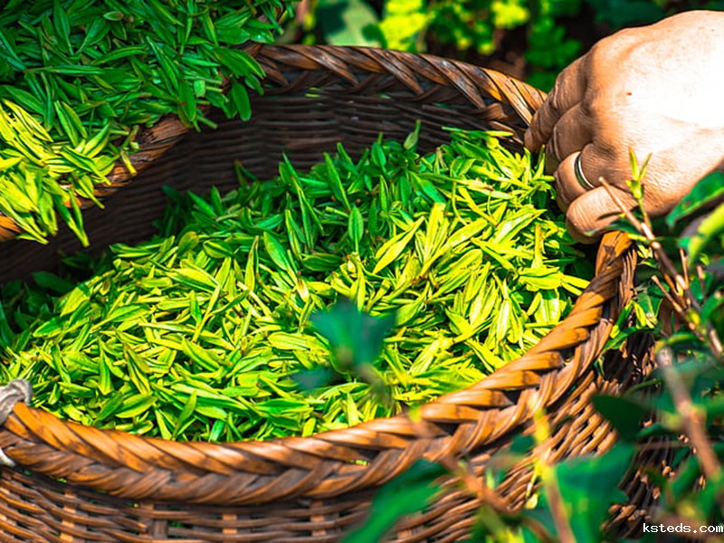 茶叶的功效.jpg 茶叶农药残留检测仪.jpg